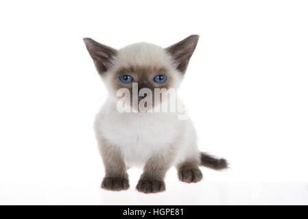 Junge siamesische Kätzchen mit Munchkin Eigenschaften, kleiner als der Durchschnitt, isoliert auf weißem Hintergrund. sitzend, mit blauen Augen Blick auf Viewer. Stockfoto