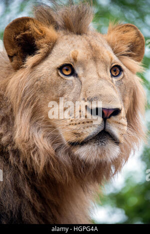 Junge männliche Löwen Nahaufnahme Hochformat, Südafrika Stockfoto