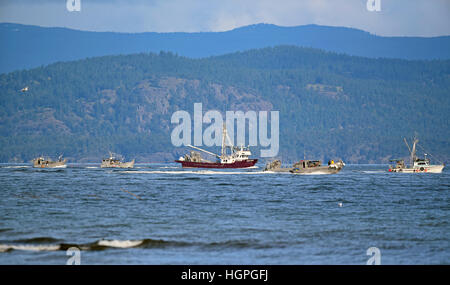 Jagen die Untiefen Hering (Clupea Pallas) in der Meerenge von Georgi auf Vancouver Island. BC. Kanada.  SCO 11.581. Stockfoto