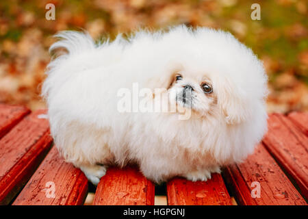 Weiße Pekinese Pekinese Peke Whelp Welpe Hund sitzt auf der Holzbank im Herbst-Park Stockfoto