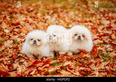 Weiße Pekinese Pekinese Welpen Hund auf gelb, Orange Herbstlaub im Herbst Park im Freien sitzen. Hunde suchen in Kamera Stockfoto