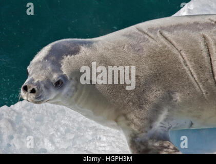 Krabbenfresserrobbe Siegel (Lobodon Carcinophagus) auf einem Eisberg, Lemaire-Kanal, antarktische Halbinsel Stockfoto