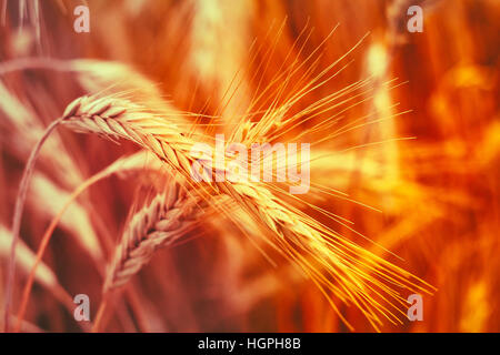 Schließen Sie die Ansicht des goldenen Reifen Weizen Ährchen, wachsen auf Maisfeld. Gefilterte launisch Sofortbild In warmen Gelb und Orange Farben getönt. Stockfoto