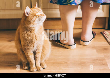 Roten Kurzhaar-Mischling Erwachsene Hauskatze, sitzen mit geschlossenen Augen auf Laminatboden in der Nähe von weibliche Füße. Stockfoto