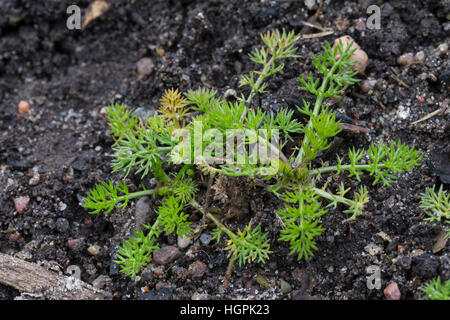 Echten Kamille, Blatt, Blätter Vor der Blüte, Blattrosette, Matricaria Recutita, Sy Chamomilla Recutita Matricaria Chamomilla, deutsche Kamille, Wil Stockfoto