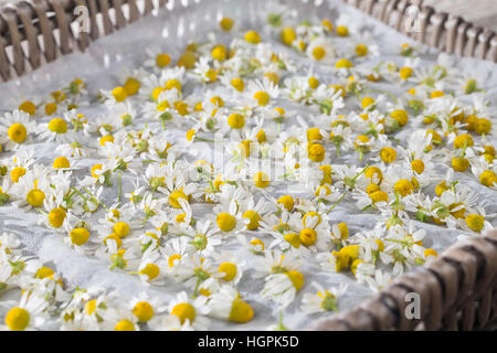 Kamillenblüten, Kamilleblüten, Blüten von Kamille Werden Getrocknet, Ernte, Kräuterernte. Echten Kamille, Matricaria Recutita, Chamomilla Recutita, Matte Stockfoto