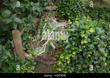 Komposthaufen, Kompost-Strafgeld, Kompost, Humus, Kompostieren, Kompostierung, Rotte, Gartenabfälle Im Garten, Naturgarten, Kompost-Haufen, Kompost, Humus Stockfoto