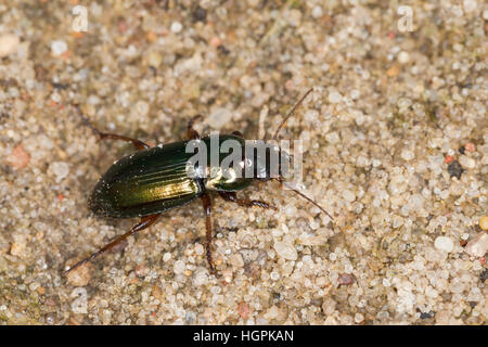 Metallischer Schnellläufer, Metallischer Schnelläufer, Haarrand-Schnellläufer, Haarrand Schnelläufer, Metallischer Laufkäfer, Erzgrüner Schnellläufer, Stockfoto