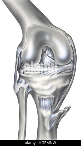 Die knöcherne Ansicht (links) zeigt den Oberschenkelknochen, Schnittkante der synovial Kapsel, Meniskus, Fibula, Tibia, Patella, vorderes Kreuzband, posterior crucia Stockfoto