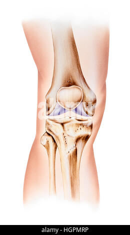 Normale Anatomie des Knies, Vorderansicht. Dargestellt sind die Oberschenkelknochen (oben), Patella (herzförmig, Mitte), lateralen und medialen Oberschenkelknochen! Kondylen (lila lef Stockfoto