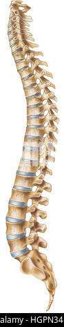 Eine normale menschliche Wirbelsäule (Seitenansicht). Gezeigt (von oben nach unten) sind die Atlas (Halswirbel 1: C1), Axis (C2), Halswirbel 3-7 Stockfoto