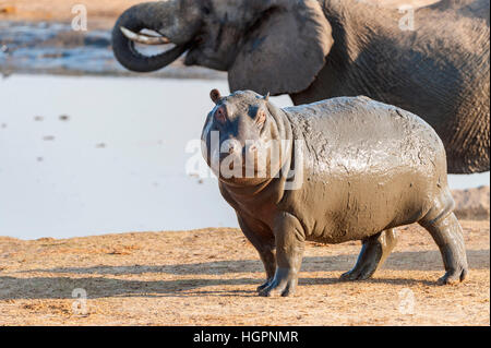 Nilpferd afrikanischer Elefant Pattsituation kämpfen Stockfoto