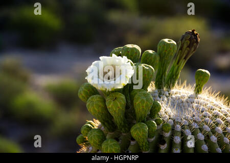 Ein Saguaro-Blume auf der Oberseite der Kaktus mit anderen Knospen und glühende Kaktus-Stacheln. Stockfoto