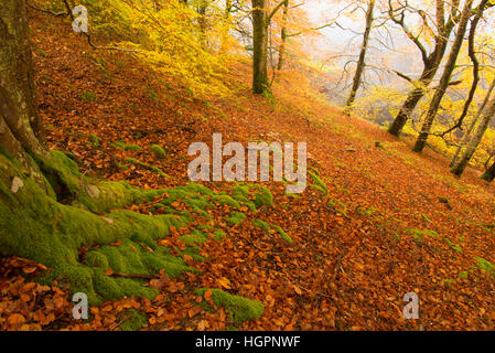 Buche neben River Tummel und Loch Pitlorchy im Herbst in der Nähe von Pitlochry, Perthshire, Schottland, UK Stockfoto