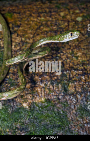 Weiß gefleckten Katze Schlange (Boiga Drapiezii) im tropischen Regenwald von Malaysia Stockfoto