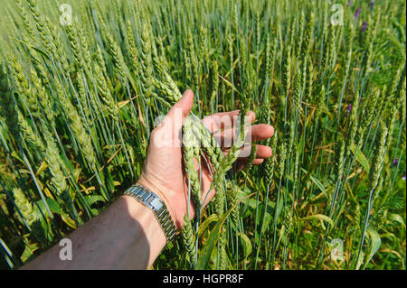 Hand berührt Ähren Stockfoto