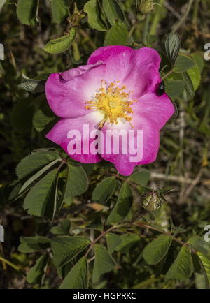 Gallische rose, Rosa Gallica, in Blüte auf Kalkstein Grünland, Slowakei. Stockfoto