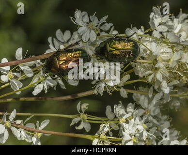 Rose Chafer Käfer, Cetonia Aurata, Fütterung auf die Blüten der asiatische. Stockfoto