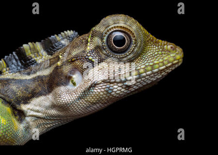 Große Anglehead Eidechse (Gonocephalus Grandis) Stockfoto