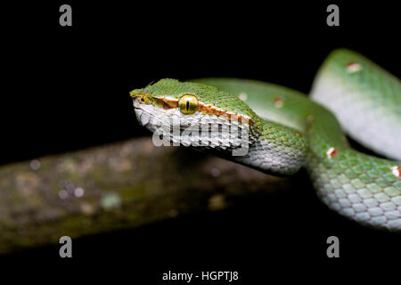 Wagler Grubenotter (Tropidolaemus Wagleri) im tropischen Regenwald von Malaysia Stockfoto