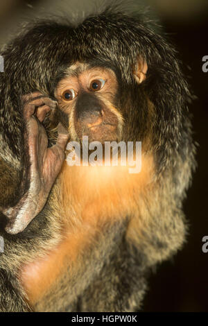 White-faced Saki Affen (Pithecia Pithecia), Oregon Zoo, Washington Park, Portland, Oregon Stockfoto