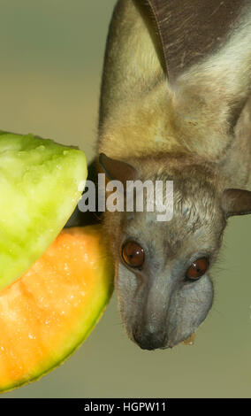 Flughund, Oregon Zoo, Washington Park, Portland, Oregon Stockfoto