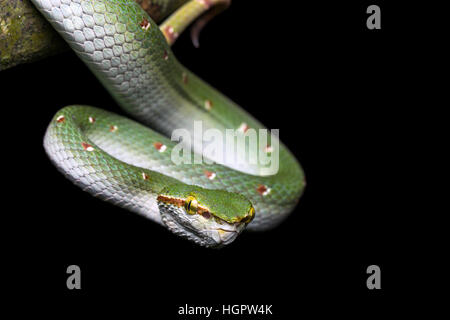 Wagler Grubenotter (Tropidolaemus Wagleri) im tropischen Regenwald von Malaysia Stockfoto