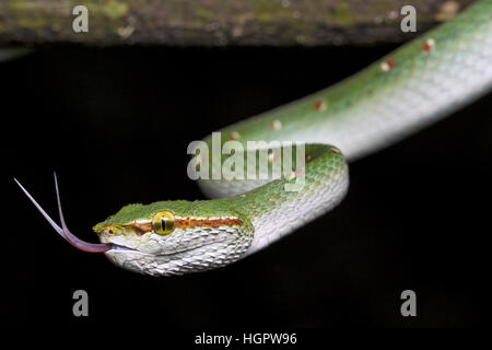 Wagler Grubenotter (Tropidolaemus Wagleri) Probenahme Luftteilchen mit gespaltener Zunge im tropischen Regenwald von Malaysia Stockfoto
