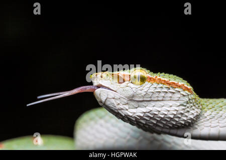 Wagler Grubenotter (Tropidolaemus Wagleri) Probenahme Luftteilchen mit gespaltener Zunge im tropischen Regenwald von Malaysia Stockfoto