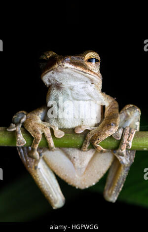 Gemeinsamen Laubfrosch (Polypedates Leucomystax) Stockfoto