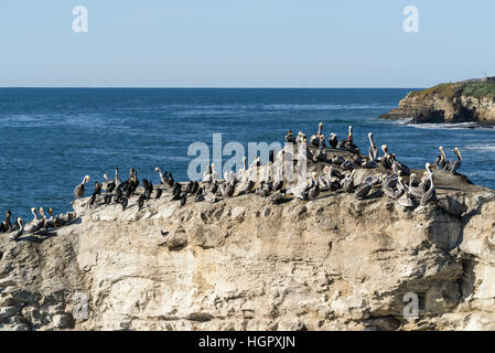 Eine Anzahl der Vögel auf Natural Bridge Felsen, Pazifischen Ozean entlang Big Sur National Forest. Stockfoto