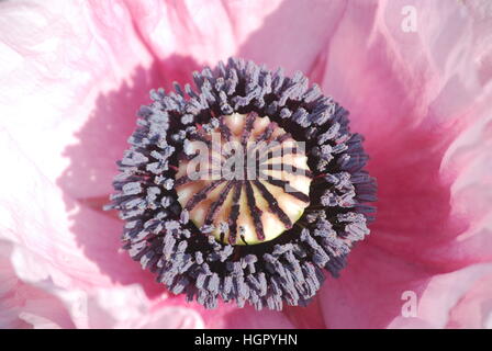 Pretty in Pink Stockfoto