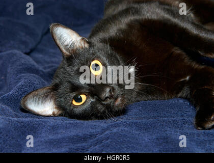 Porträt einer schwarzen Katze mit gelben Augen Verlegung seitlich auf einer dunklen blauen Decke Blick sehnsüchtig auf Betrachter. Stockfoto