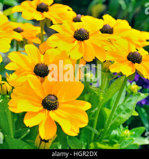 Hintergrund der gelben Margeriten Stockfoto