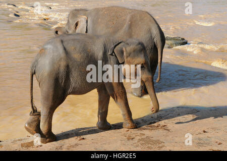 Elefant Kalb in freier Wildbahn Stockfoto