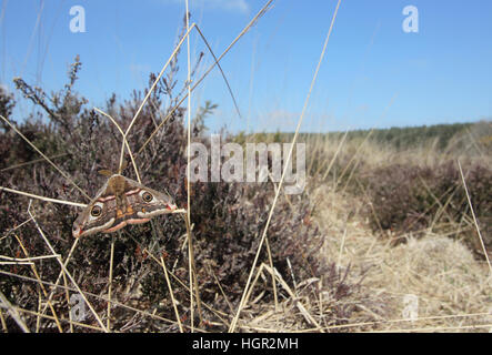 Männlich-Kaiser Moth (Saturnia Pavonia) auf der Heide, im Weitwinkel Stockfoto