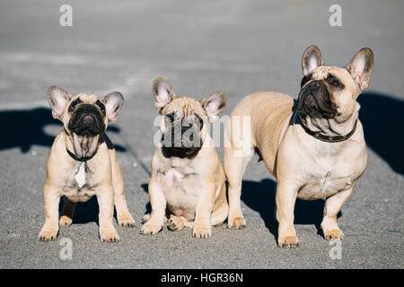 Drei lustige schöne französische Bulldoggen Hunde Welpen im Park im Freien. Beliebten Hunderasse Stockfoto