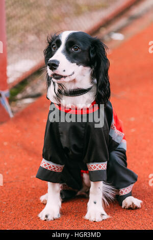 Junge russische Spaniel Hund sitzen am Boden im Freien und wartet auf Besitzer. Stockfoto