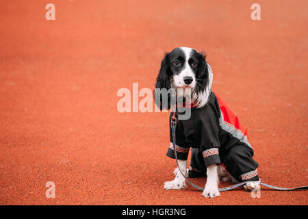 Junge russische Spaniel Hund sitzen am Boden im Freien und wartet auf Besitzer. Stockfoto