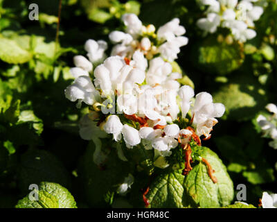 Blühende Lamium Maculatum 'White Nancy' (spotted Henbit entdeckten Toten-Brennessel, Lila Drache) Stockfoto