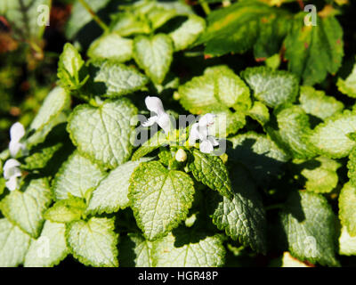 Blühende Lamium Maculatum 'White Nancy' (spotted Henbit entdeckten Toten-Brennessel, Lila Drache) Stockfoto