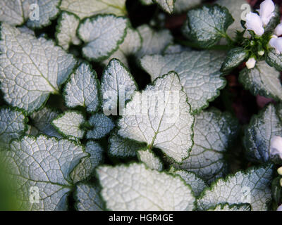 Lamium Maculatum 'White Nancy' (spotted Henbit tot entdeckt-Brennessel. Lila Drache) Stockfoto