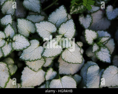 Lamium Maculatum 'White Nancy' (spotted Henbit tot entdeckt-Brennessel. Lila Drache) Stockfoto