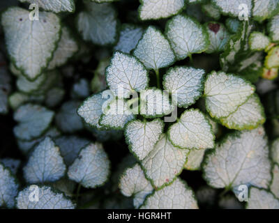 Lamium Maculatum 'White Nancy' (spotted Henbit tot entdeckt-Brennessel. Lila Drache) Stockfoto