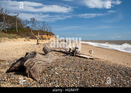 Tote Bäume am Benacre Strand in Suffolk, England Stockfoto