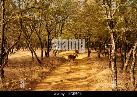 Gefleckte Rehe oder Chitals (Achse-Achse) im natürlichen Lebensraum, Ranthambore Nationalpark, Indien Stockfoto