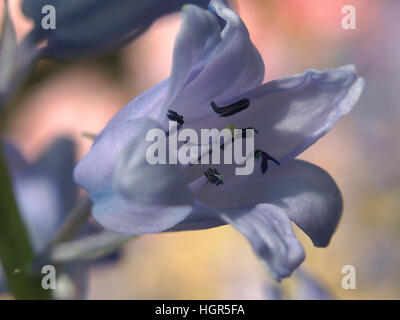 Virginia Bluebells, Mertensia Virginica, Stockfoto