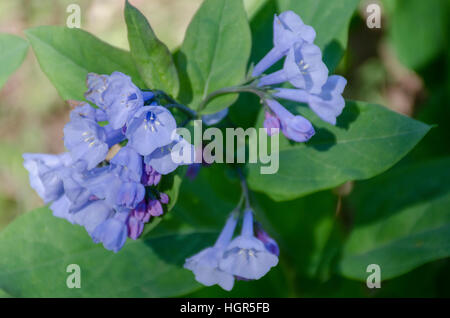 Virginia Bluebells, Mertensia Virginica, Stockfoto