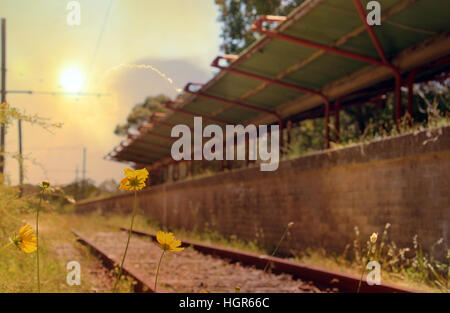 Blumen und Unkraut auf Schienen vor einem verlassenen Bahnhof Audley, New-South.Wales, Australien. Selektive focu Stockfoto