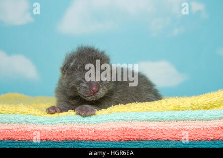 Neugeborenes graue Kätzchen, Augen geschlossen, Verlegung auf gelb, Aqua, Pfirsich, orange und grüne Tücher mit blauem Himmel Wolke Hintergrund. Stockfoto